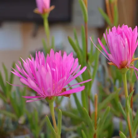 Bakaric Appartement *